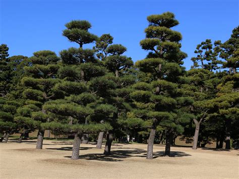 松 陽樹|針葉樹であるアカマツやクロマツが陽樹林を形成できる理由 